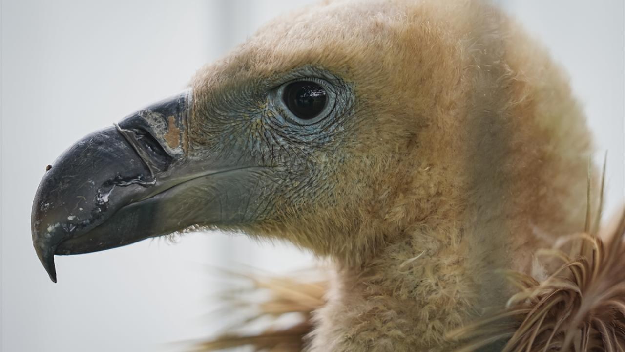 Halkalandığı yer araştırılıyor