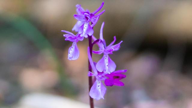 Antalya'da Anadolu orkideleri çiçek açtı