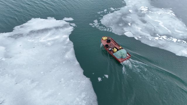 Buzların arasındaki av mesaisi havadan görüntülendi