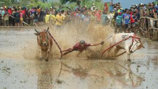 Endonezya'da geleneksel Pacu Jawi yarışı düzenlendi