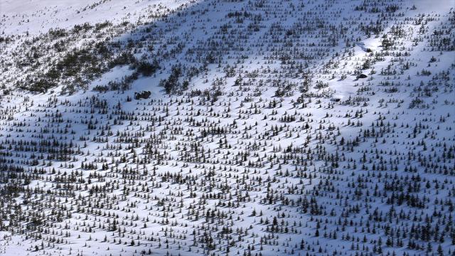 Erciyes'te 15 yılda yaklaşık 7 milyon fidan toprakla buluşturuldu