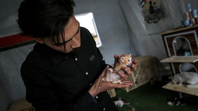 Gazze'nin kuzeyinde sahipsiz kediler için barınak kuruldu