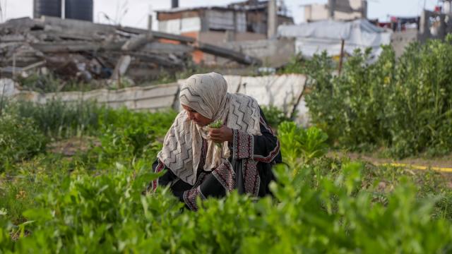Gazzeli Susen, kısıtlı imkanlarla toprağını ekmeyi sürdürüyor