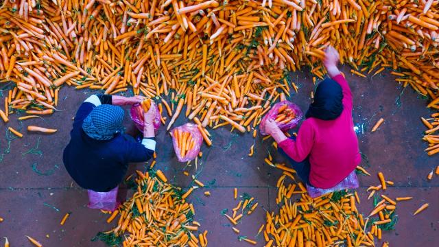 Hatay’da havuç hasadı başladı