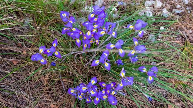Antalya'da iris zamanı