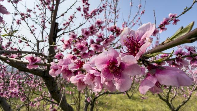 İzmir'de pembe çiçek açan şeftali ağaçları bahçelere renk kattı