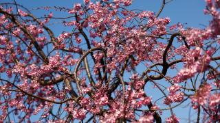 Japonya’daki sakura ağaçları Tokyo sokaklarını renklendirmeye başladı