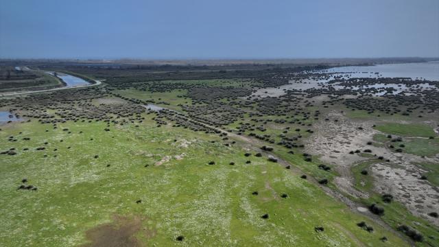 Kızılırmak Deltası Kuş Cenneti baharın gelişiyle hareketlenmeye başladı