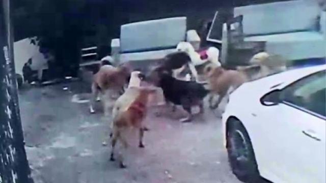 Adana'da Sahipsiz Köpeklerin Saldırısında Gebe Kedi Hayatını Kaybetti