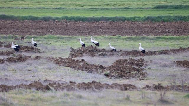 Göç yolundaki leylekler Kırklareli'nde mola verdi