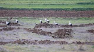 Göç yolundaki leylekler Kırklareli'nde mola verdi