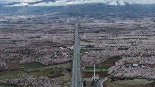 "Dünya kayısı başkenti" Malatya beyaz gelinliğini giydi