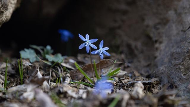 Tunceli'de karların erimesiyle İksor Vadisi'nde mavi kardelenler açtı