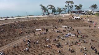 Muğla'da Turnalı sahilindeki yanan ormanlık alan yeniden yeşillendiriliyor