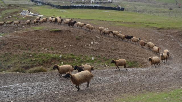 Muş'ta besicilerin kış mesaisi sürüyor