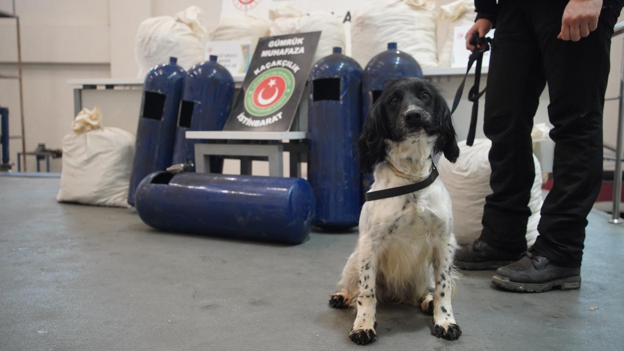 Hassas burunlar gizlenen uyuşturucuları buldu