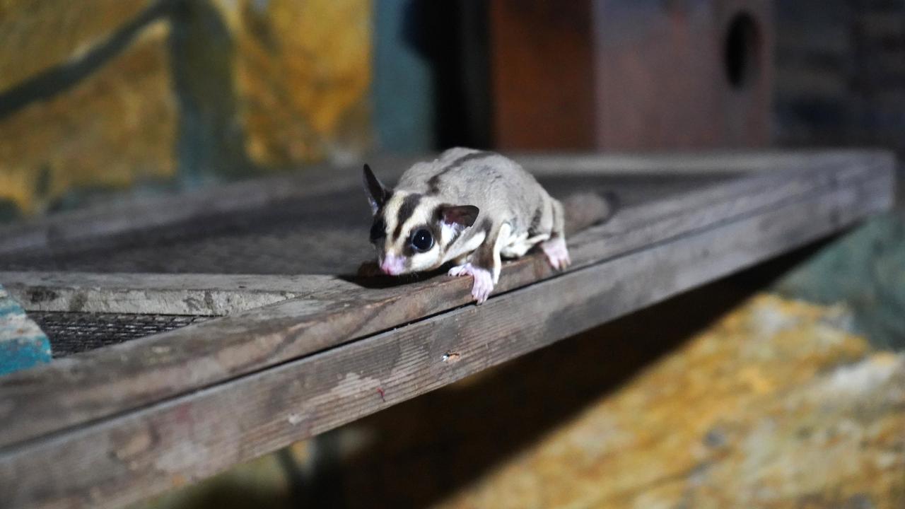 Kaçak bakılan 33 'uçan sincap' rehabilitasyona alındı