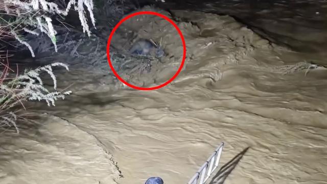 Suya kapılan sürücü ağaç dallarıyla hayata tutundu