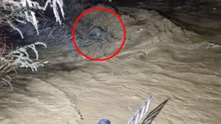 Suya kapılan sürücü ağaç dallarıyla hayata tutundu