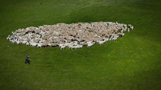 TİGEM'in Karacabey tesislerinde kuzu doğumları yüzde 40'ın üzerinde ikizlik oranıyla sürüyor