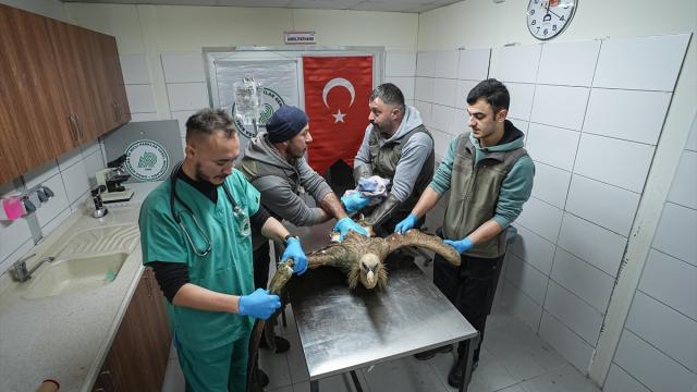 Yaralı bulunan kızıl akbaba Bursa'da yeniden uçmaya hazırlanıyor
