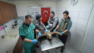 Yaralı bulunan kızıl akbaba Bursa'da yeniden uçmaya hazırlanıyor