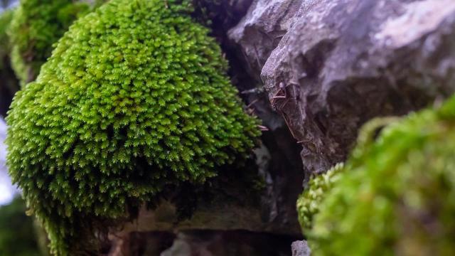 Beydağları'nın kuzey yamaçları yosunlarla renklendi