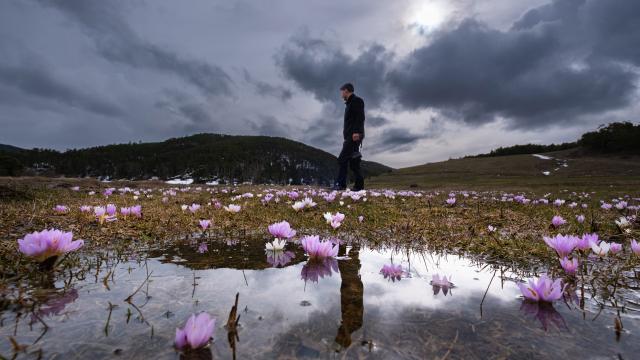 Yozgat'ta havanın ısınmasıyla açan çiçekler doğaya renk kattı