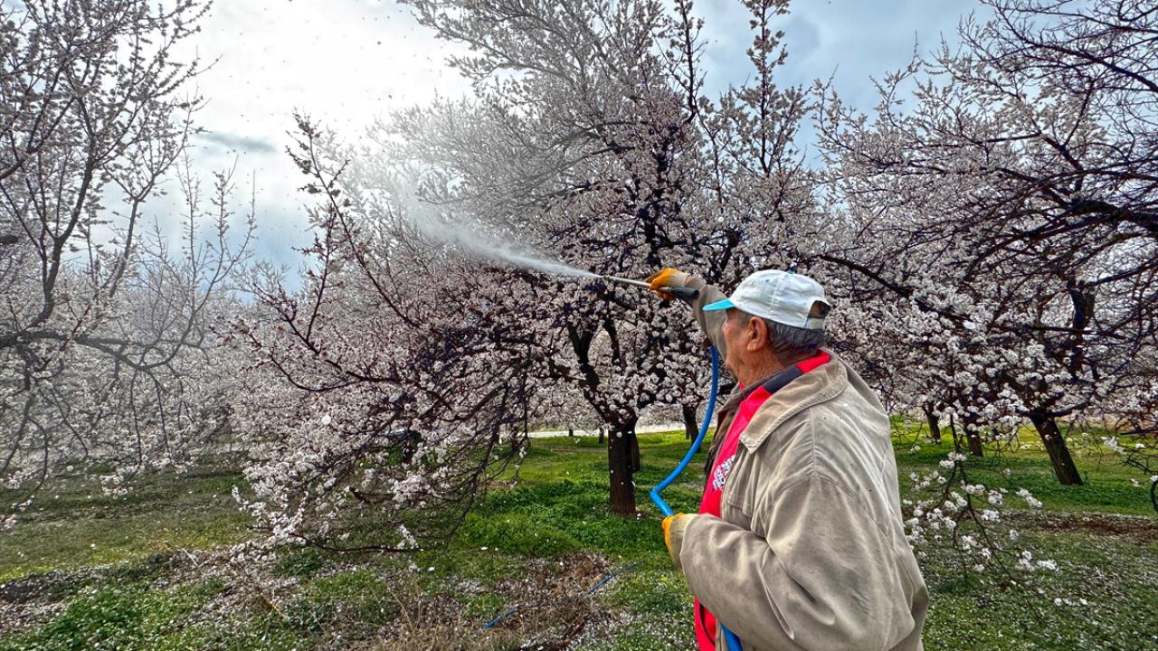 "İnşallah bu yıl don, fırtına olmaz"