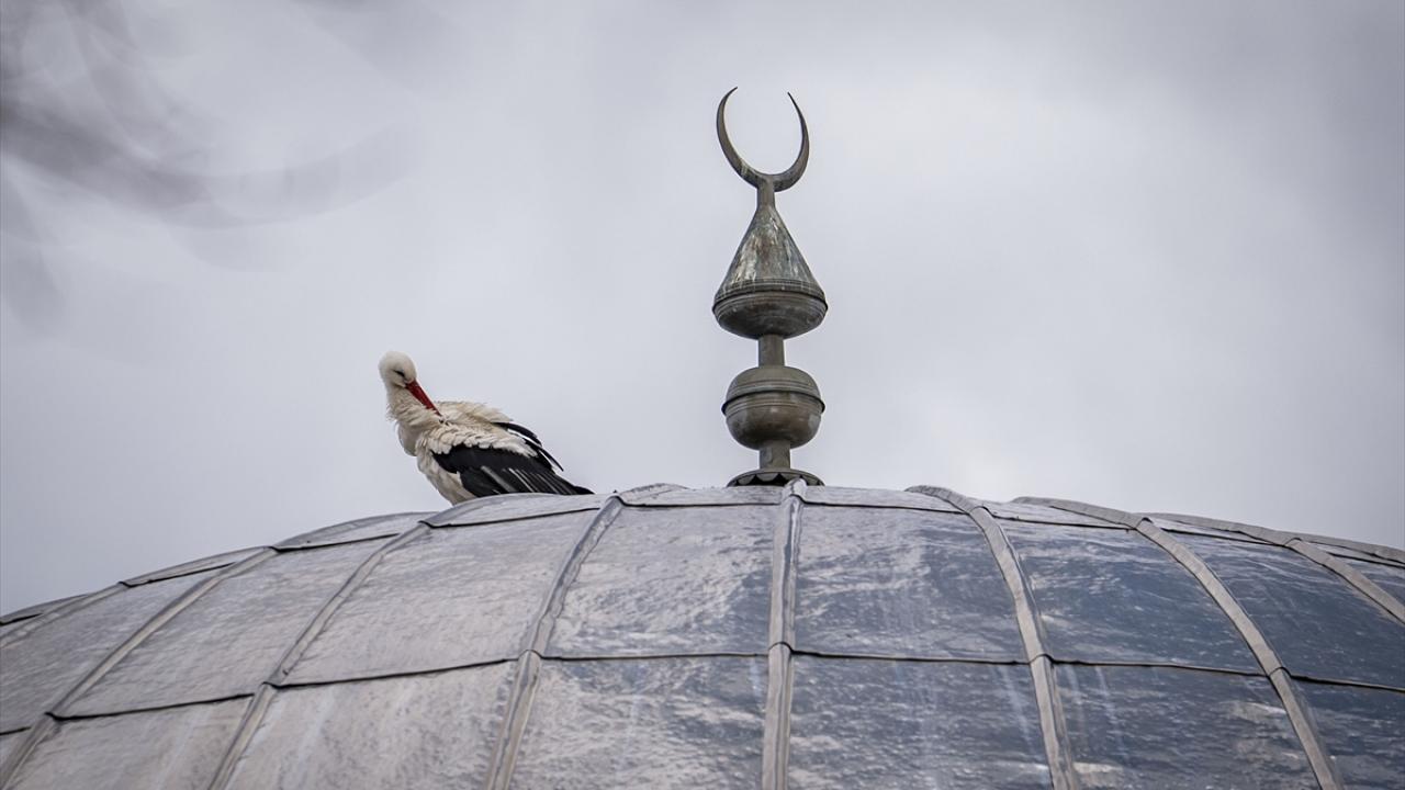 "Mahalleli leyleklere sahip çıkıyor, yuvalarını bozmuyor"