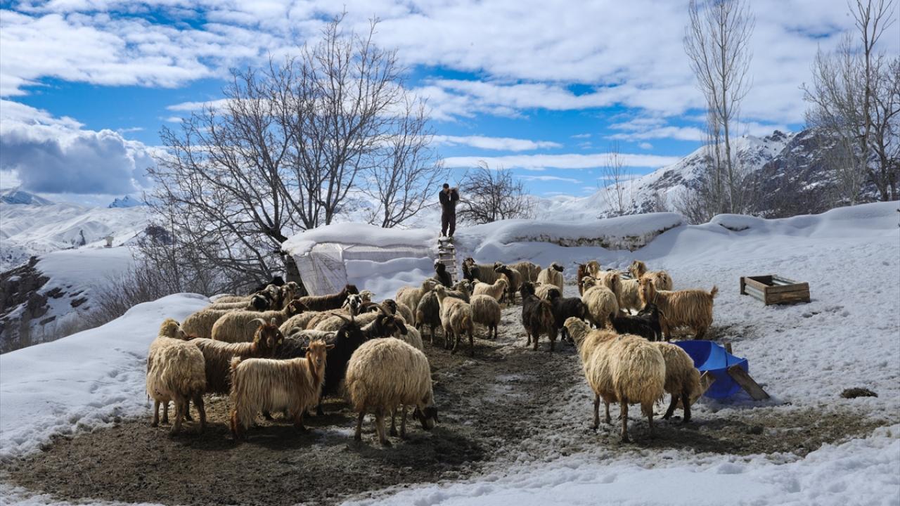 "Halen hayvanları kar örtüsünün üzerinde besliyoruz"