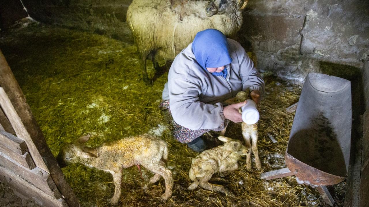 Bolu'da dördüz yavrulayan koyun yetiştiricisini sevindirdi