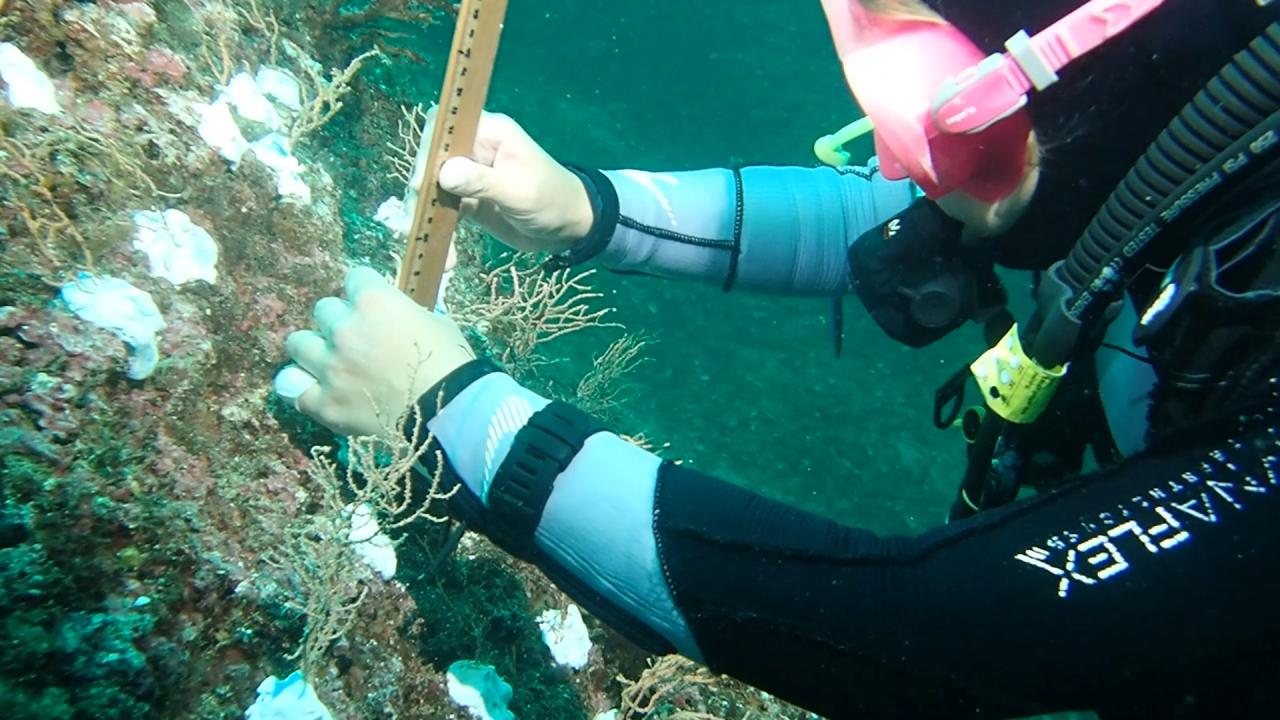  Tahribata uğramış mercanların arasına sağlıklı mercan toplulukları naklediliyor