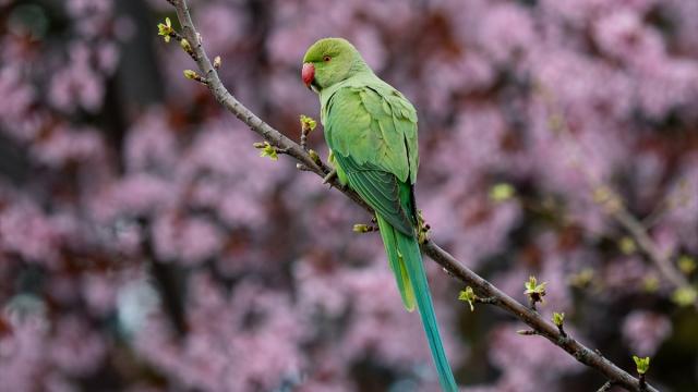 Ankara'nın sevimli misafirleri: Yeşil papağanlar