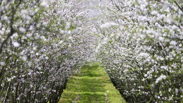 Badem çiçekleri bahçeleri beyaza boyadı