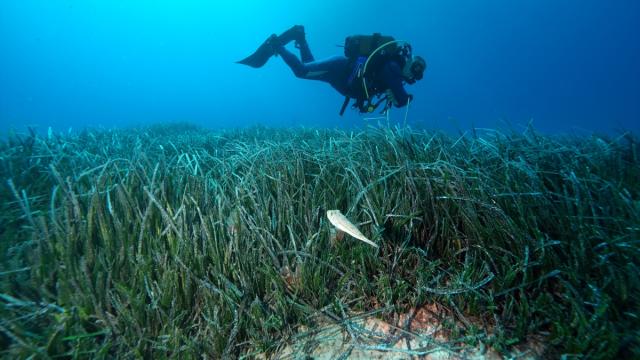 Akdeniz’in "akciğerleri" koruma altına alınıyor