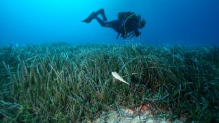 Akdeniz’in "akciğerleri" koruma altına alınıyor