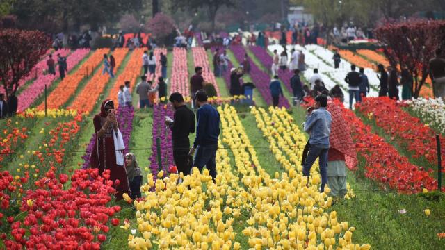 Asya'nın en büyük lale bahçesi Hindistan'ın Keşmir bölgesinde açıldı