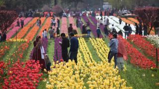 Asya'nın en büyük lale bahçesi Hindistan'ın Keşmir bölgesinde açıldı