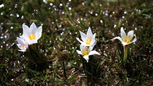 Bitlis'te "baharın müjdecisi" çiğdemler doğaya renk kattı