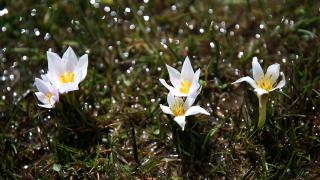 Bitlis'te "baharın müjdecisi" çiğdemler doğaya renk kattı