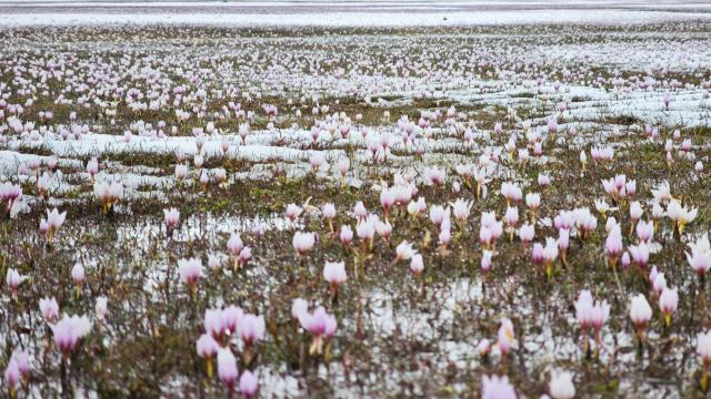 Karla buluşan çiğdemler kartpostallık görüntüler oluşturdu
