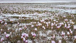 Karla buluşan çiğdemler kartpostallık görüntüler oluşturdu