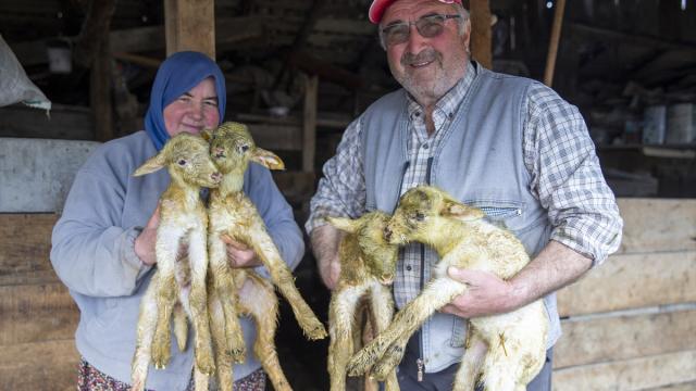 Bolu'da dördüz yavrulayan koyun yetiştiricisini sevindirdi