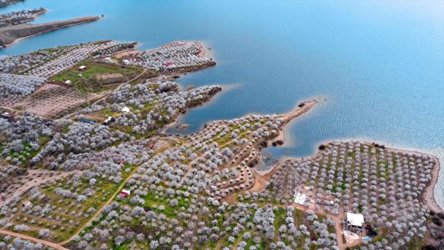 Elazığ'da çiçeklenen kayısı bahçelerinde üreticilerin ilaçlama mesaisi başladı