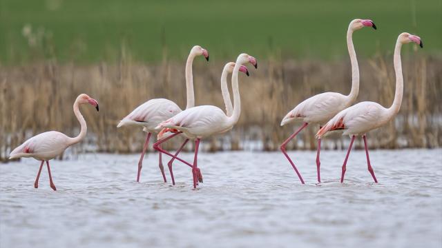 Başkentin zarif misafirleri