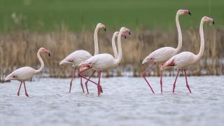 Başkentin zarif misafirleri