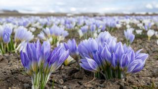 Kars'ta "baharın müjdecisi" kar çiçekleri açtı