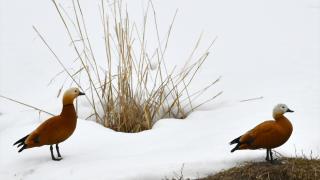 Kars'ta sulak alanlar göçmen kuşlarla şenlendi
