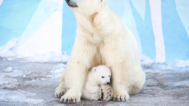 Novosibirsk Hayvanat Bahçesi’nde kutup ayısı yavrusu dünyaya geldi